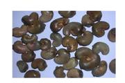 We involve in Raw Cashew Nut from Guine-Bissau