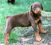 brown female doberman needed