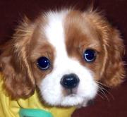 KING CHARLES SPANIEL Puppies  For Sale  ® 9911293906 