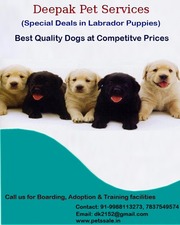 Best Pets are available for sale in Chandigarh - 07837549574