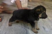 german champion dog contact for purchase