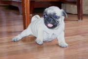 PUGGLE PUG PUPPIES FOR SALE!