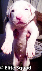 Dogo Argentino puppies for SALE !!!