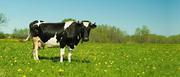 Ecogold Bio Sheera 100% HERBAL Cattle Feed Supplement