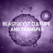Blastocyst Culture and Transfer by SJS IVF Jalandhar | IVF Punjab
