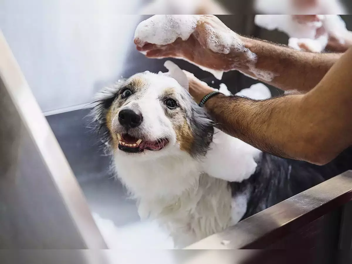 Large Dog Grooming in Kharar – ₹1000 Only